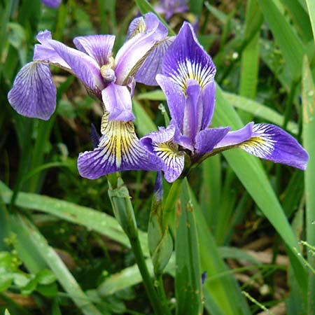 Iris versicolor \ Verschiedenfarbige Schwertlilie, Schillernde Schwertlilie / Wild Iris, D Biebergem&uuml;nd 1.6.2015