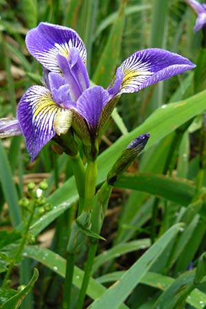 Iris versicolor \ Verschiedenfarbige Schwertlilie, Schillernde Schwertlilie / Wild Iris, D Biebergem&uuml;nd 1.6.2015