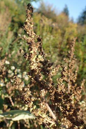 Iva xanthiifolia \ Schlagkraut / Marsh Elder, D Viernheim 29.9.2016