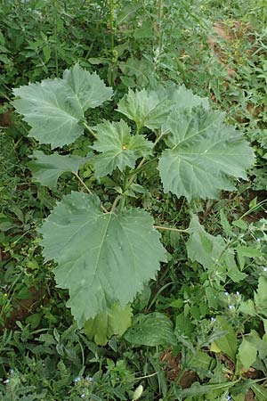 Iva xanthiifolia \ Schlagkraut / Marsh Elder, D Mannheim 10.6.2018