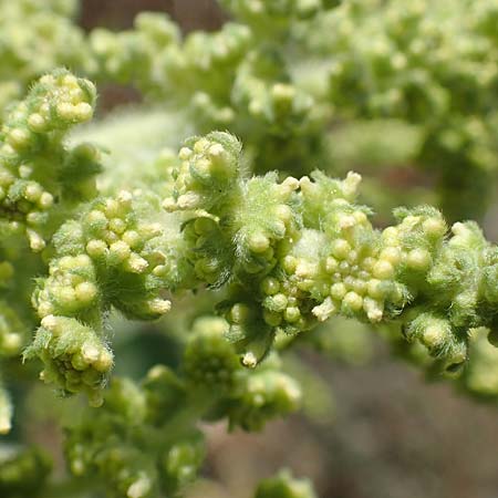 Iva xanthiifolia \ Schlagkraut / Marsh Elder, D Ludwigshafen 29.8.2018