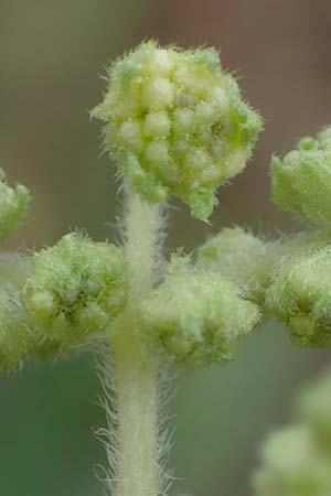 Iva xanthiifolia \ Schlagkraut / Marsh Elder, D Mannheim 30.8.2021