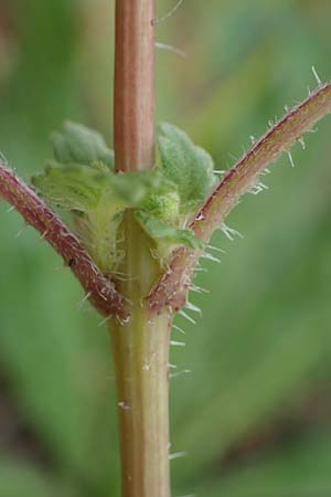Iva xanthiifolia \ Schlagkraut / Marsh Elder, D Mannheim 30.8.2021