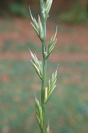 Lolium multiflorum \ Italienisches Weidelgras / Italian Rye-Grass, D Bickenbach 27.10.2018