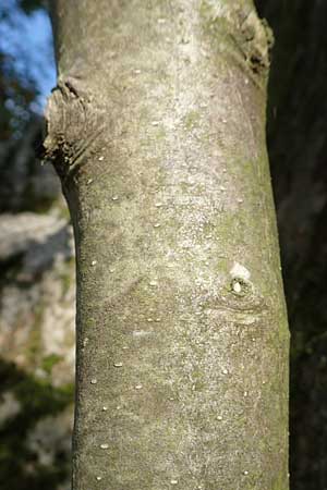 Ilex aquifolium \ Stechpalme / Holly, D Heidelberg 22.9.2017