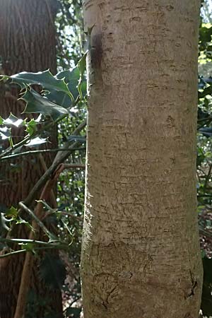 Ilex aquifolium \ Stechpalme / Holly, D Hagen 11.4.2025