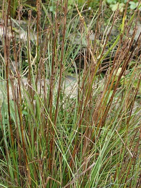 Juncus compressus \ Zusammengedr�ckte Binse / Round-Fruited Rush, D Wei&szlig;enthurm-Kaltenengers 27.9.2017