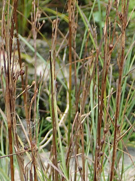 Juncus compressus \ Zusammengedr�ckte Binse / Round-Fruited Rush, D Wei&szlig;enthurm-Kaltenengers 27.9.2017