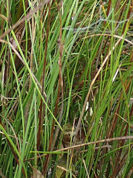 Juncus compressus \ Zusammengedr�ckte Binse / Round-Fruited Rush, D Wei&szlig;enthurm-Kaltenengers 27.9.2017