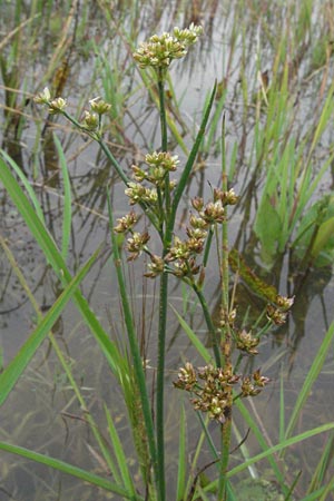Juncus subnodulosus \ Kalk-Binse, Stumpfbl�tige Binse / Blunt-Flowered Rush, D Babenhausen 11.8.2007