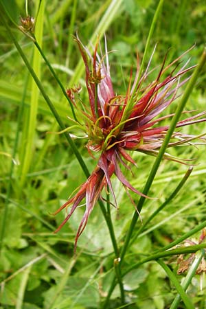 Juncus articulatus \ Glieder-Binse, Glanzfr�chtige Binse / Jointlead Rush, D Schwarzwald/Black-Forest, Alpirsbach 26.7.2015