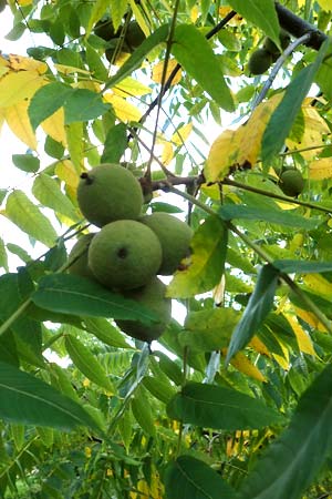 Juglans cinerea / Butter Nut, White Walnut, D Biblis 28.9.2015