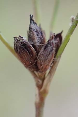 Juncus bulbosus \ Zwiebel-Binse / Bulbous Rush, D Hanhofen 22.9.2016