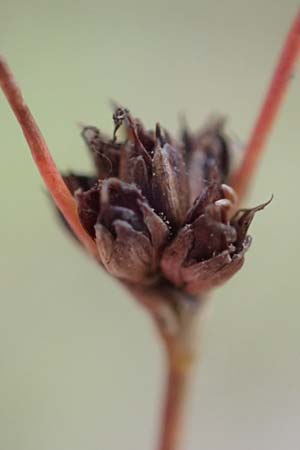 Juncus bulbosus \ Zwiebel-Binse / Bulbous Rush, D Hanhofen 22.9.2016
