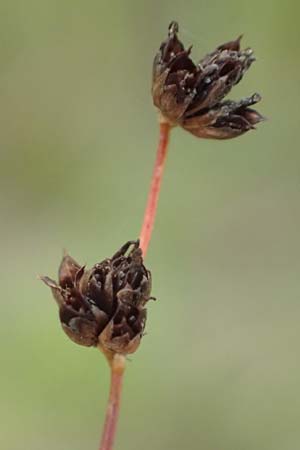 Juncus bulbosus \ Zwiebel-Binse / Bulbous Rush, D Hanhofen 22.9.2016