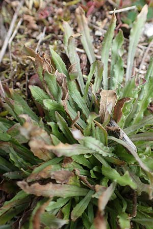 Jasione montana \ Berg-Sandgl�ckchen, Schaf-Rapunzel / Sheep's Bit, D St. Leon - Rot 23.3.2018