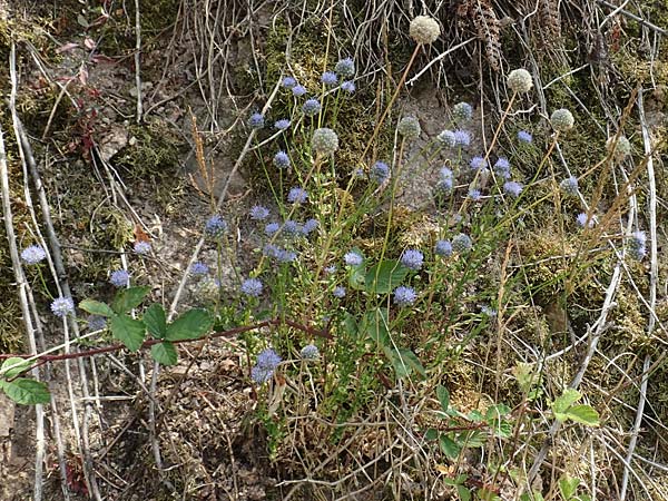 Jasione montana \ Berg-Sandgl�ckchen, Schaf-Rapunzel / Sheep's Bit, D Schwarzwald/Black-Forest, Ottenh&ouml;fen 3.7.2018