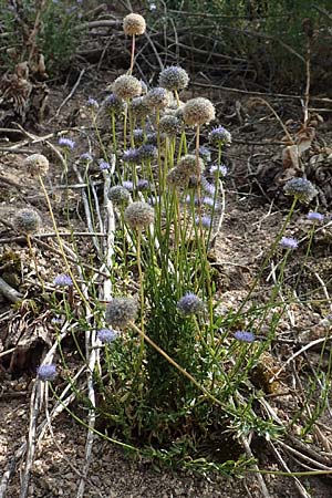 Jasione montana \ Berg-Sandgl�ckchen, Schaf-Rapunzel / Sheep's Bit, D Schwarzwald/Black-Forest, Ottenh&ouml;fen 3.7.2018