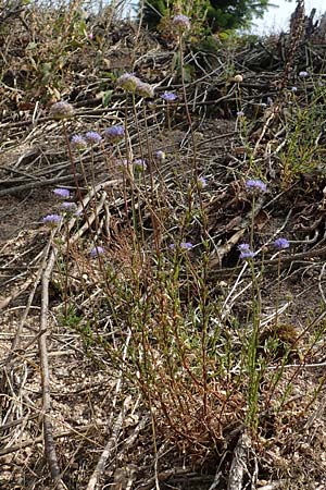 Jasione montana \ Berg-Sandgl�ckchen, Schaf-Rapunzel / Sheep's Bit, D Schwarzwald/Black-Forest, Ottenh&ouml;fen 3.7.2018