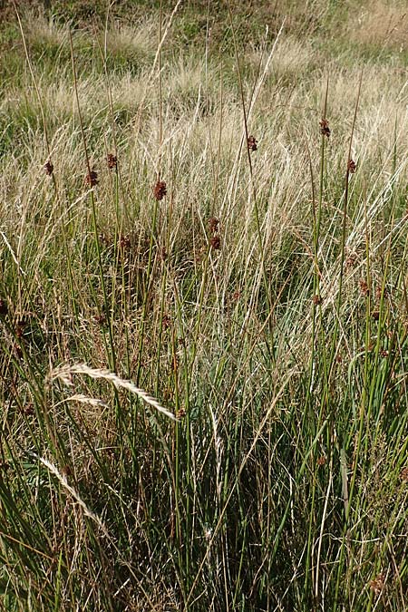 Juncus effusus \ Flatter-Binse / Soft Rush, D Schwarzwald/Black-Forest, Hornisgrinde 3.9.2019
