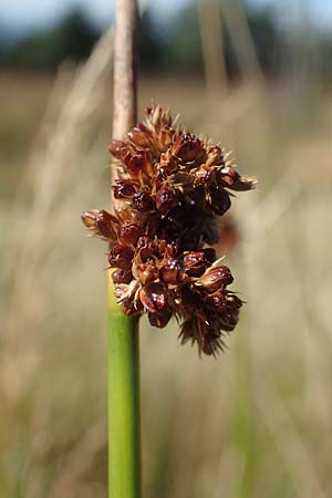 Juncus effusus \ Flatter-Binse / Soft Rush, D Schwarzwald/Black-Forest, Hornisgrinde 3.9.2019