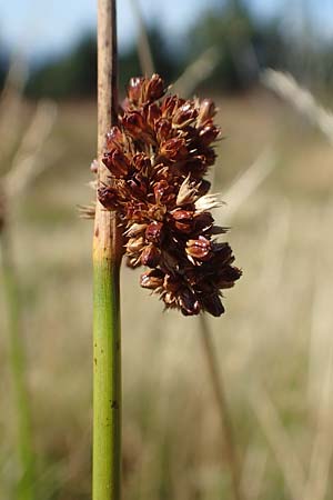 Juncus effusus \ Flatter-Binse / Soft Rush, D Schwarzwald/Black-Forest, Hornisgrinde 3.9.2019