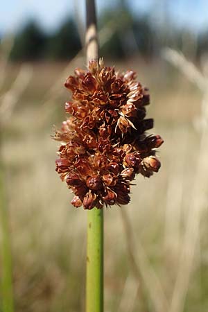 Juncus effusus \ Flatter-Binse / Soft Rush, D Schwarzwald/Black-Forest, Hornisgrinde 3.9.2019