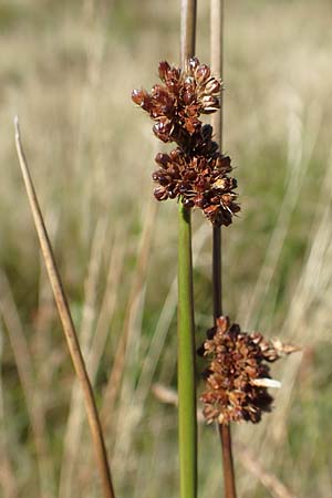 Juncus effusus \ Flatter-Binse / Soft Rush, D Schwarzwald/Black-Forest, Hornisgrinde 3.9.2019