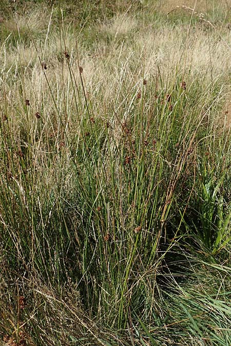 Juncus effusus \ Flatter-Binse / Soft Rush, D Schwarzwald/Black-Forest, Hornisgrinde 3.9.2019