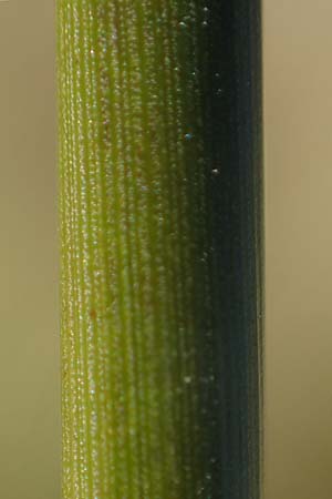 Juncus effusus \ Flatter-Binse / Soft Rush, D Schwarzwald/Black-Forest, Hornisgrinde 3.9.2019