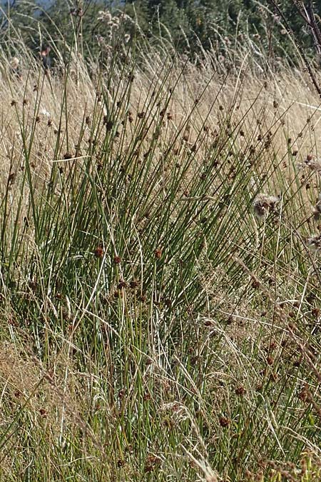 Juncus effusus \ Flatter-Binse / Soft Rush, D Schwarzwald/Black-Forest, Hornisgrinde 3.9.2019