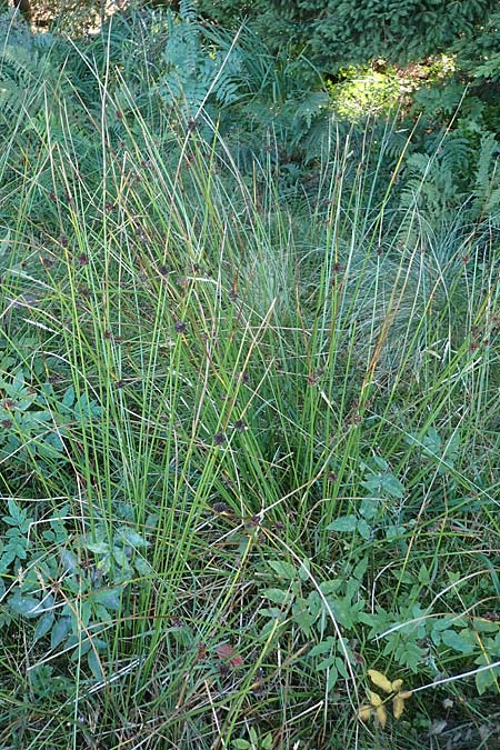 Juncus effusus \ Flatter-Binse / Soft Rush, D Schwarzwald/Black-Forest, Hornisgrinde 3.9.2019