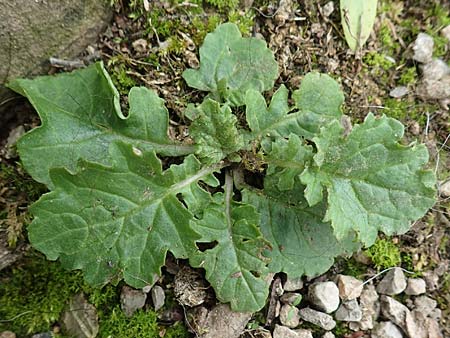 Senecio jacobaea \ Jakobs-Greiskraut, Jakobs-Kreuzkraut / Common Ragwort, D Bochum 9.9.2020