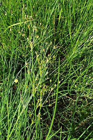 Juncus articulatus \ Glieder-Binse, Glanzfr�chtige Binse / Jointlead Rush, D Otzberg 16.8.2025