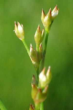 Juncus articulatus \ Glieder-Binse, Glanzfr�chtige Binse / Jointlead Rush, D Otzberg 16.8.2025