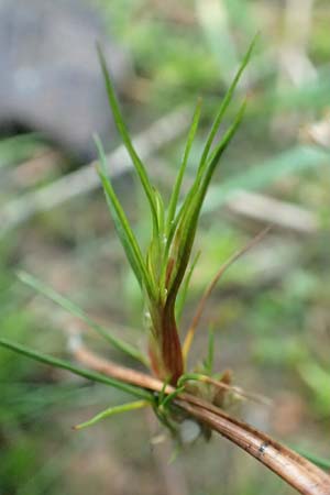 Juncus bulbosus \ Zwiebel-Binse / Bulbous Rush, D Odenwald, Reichelsheim 12.10.2018