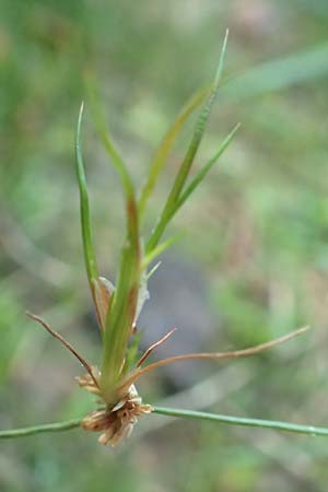 Juncus bulbosus \ Zwiebel-Binse / Bulbous Rush, D Odenwald, Reichelsheim 12.10.2018