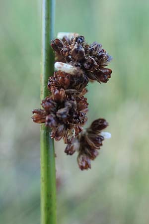 Juncus effusus \ Flatter-Binse / Soft Rush, D Schwarzwald/Black-Forest, Hornisgrinde 4.9.2019