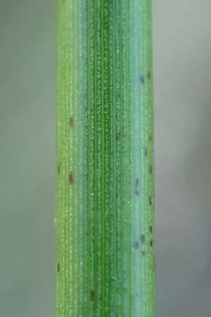 Juncus effusus \ Flatter-Binse / Soft Rush, D Schwarzwald/Black-Forest, Hornisgrinde 4.9.2019