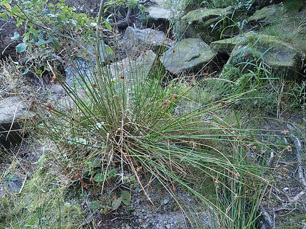 Juncus effusus \ Flatter-Binse / Soft Rush, D Schwarzwald/Black-Forest, Hornisgrinde 4.9.2019