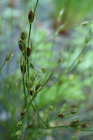Juncus bufonius \ Kr�ten-Binse / Toad Rush, D Bahlingen am Kaiserstuhl 24.9.2021