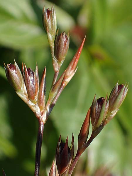 Juncus bufonius \ Kr�ten-Binse / Toad Rush, D Bahlingen am Kaiserstuhl 24.9.2021