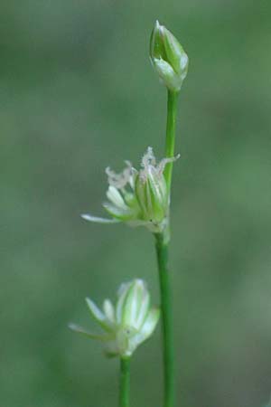 Juncus bulbosus \ Zwiebel-Binse / Bulbous Rush, D Hunsr&uuml;ck, B&ouml;rfink 18.7.2022
