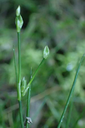 Juncus bulbosus \ Zwiebel-Binse / Bulbous Rush, D Hunsr&uuml;ck, B&ouml;rfink 18.7.2022