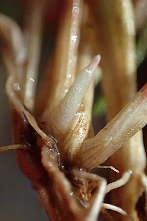 Juncus bulbosus \ Zwiebel-Binse / Bulbous Rush, D Odenwald, Mossautal 14.10.2023