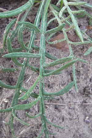 Jurinea cyanoides \ Sand-Silberscharte / Sand Jurinea, D Sandhausen 19.6.2007