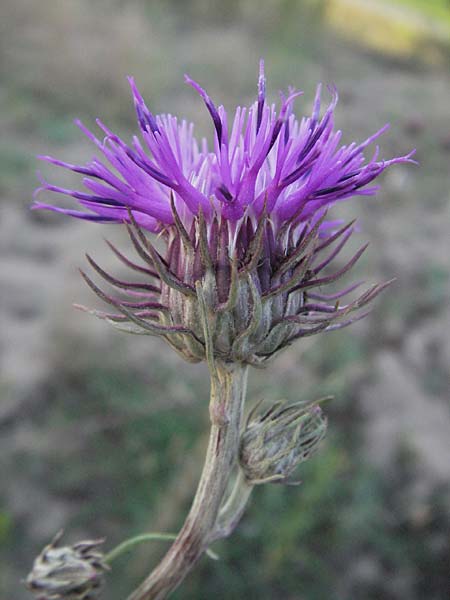 Jurinea cyanoides \ Sand-Silberscharte / Sand Jurinea, D Sandhausen 31.7.2007