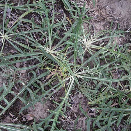 Jurinea cyanoides \ Sand-Silberscharte / Sand Jurinea, D Sandhausen 31.7.2007