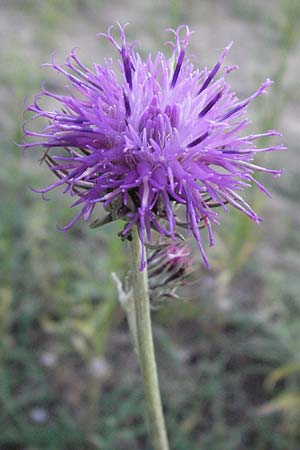 Jurinea cyanoides \ Sand-Silberscharte / Sand Jurinea, D Sandhausen 31.7.2007