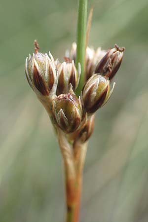 Juncus squarrosus \ Sparrige Binse / Heath Rush, D Schwarzwald/Black-Forest, Hornisgrinde 3.8.2016